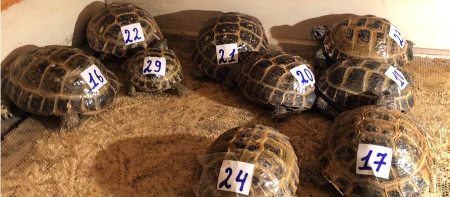 29 turtles were rescued at the construction site of a solar power plant in Navoi region